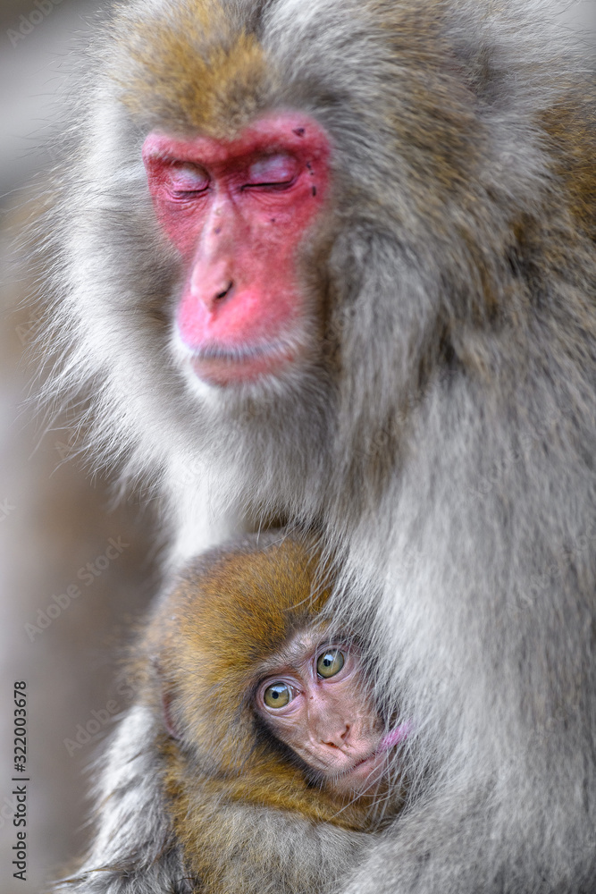 Japanese snow monkey baby cuddling with mother and drinking breast milk Japanese snow monkey baby cuddling with mother and drinking breast milk