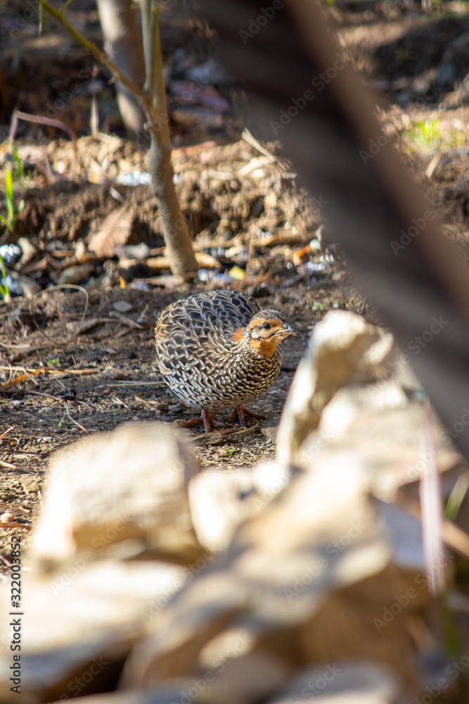 Shot of a female pheasant looking for food.