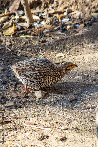 Shot of a female pheasant looking for food.