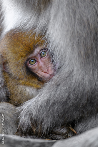 Photography Japanese snow monkey baby cuddling with mother and drinking breast milk