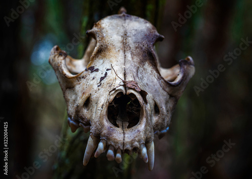 an animal's skull stands on a tree in the woods