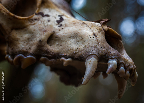 Fototapeta Naklejka Na Ścianę i Meble -  an animal's skull stands on a tree in the woods