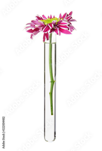 Test tube with flower on white background