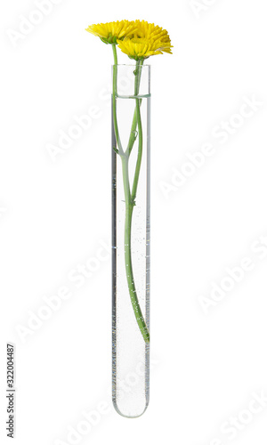 Test tube with flowers on w...