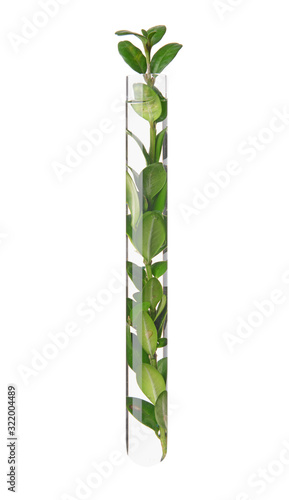 Test tube with plant on whi...