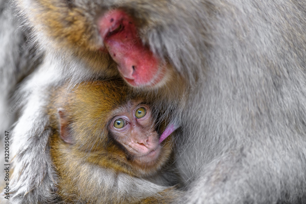 Japanese snow monkey baby cuddling with mother and drinking breast milk Japanese snow monkey baby cuddling with mother and drinking breast milk