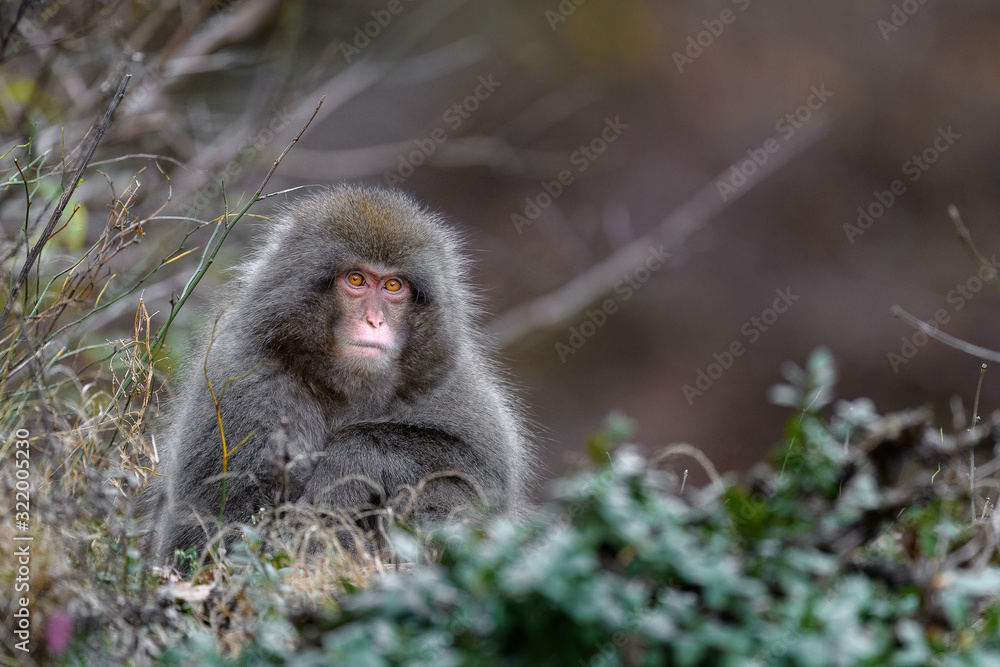 Japanese snow monkey portrait Japanese snow monkey portrait