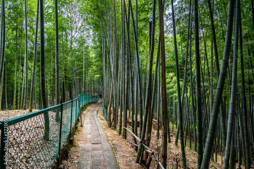 Fototapeta Naklejka Na Ścianę i Meble -  Pathway through bamboo forest at Fushimi Inari shrine, Japan, Kyoto