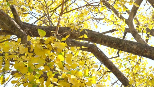 beautiful bright coloured wild flowers growing for background and texture