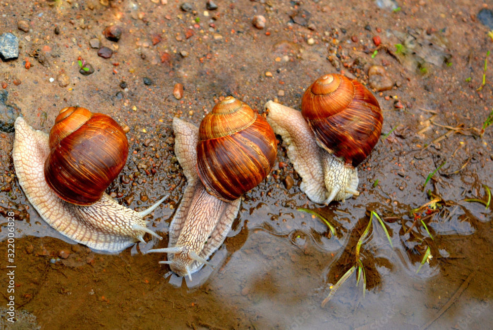 Three snails by the water after rain. Beautiful picture of wildlife.