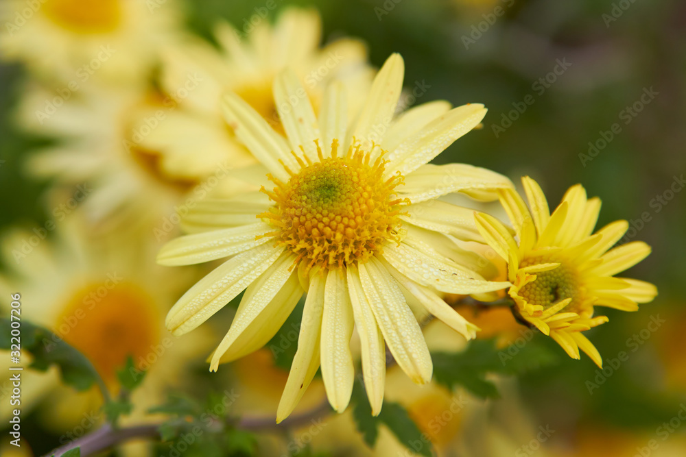 chrysanthemum yellow,autumn flowers with chrysanthemums bloomed,Yellow chrysanthemum flowers as background. chrysanthemum yellow,autumn flowers with chrysanthemums bloomed,Yellow chrysanthemum flowers as background.
