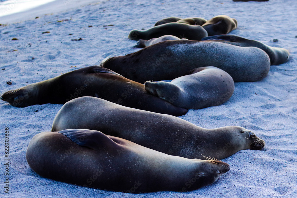 Fototapeta premium Lobos marinos descansando
