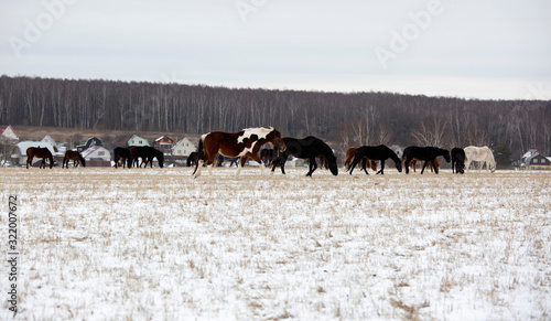 Photography Horses graze in a winter field near a village in the Moscow region in Russia
