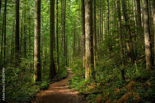 Path through Sunlit Forest © FattalPhotography