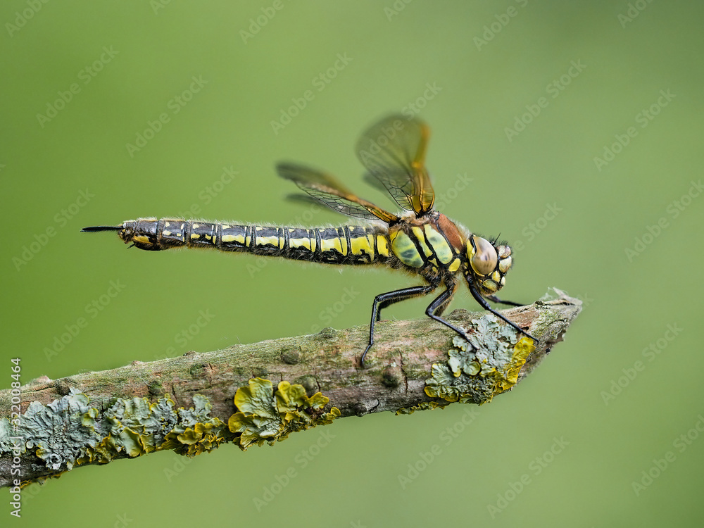Hairy dragonfly Hairy dragonfly