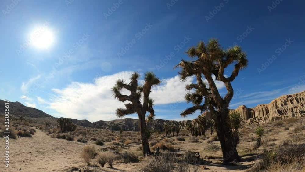 Joshua Trees At The Desert Near Red Rock Canyon State Park, California Under The Bright Blue Sky - Low Angle Shot