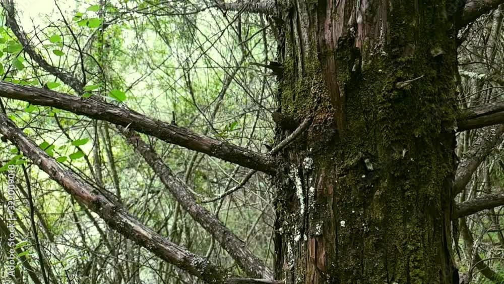 Scary haunted looking old tree with moss on bark and needle like broken branches next to a hiking footpath in forest. Scary haunted looking old tree with moss on bark and needle like broken branches next to a hiking footpath in forest.