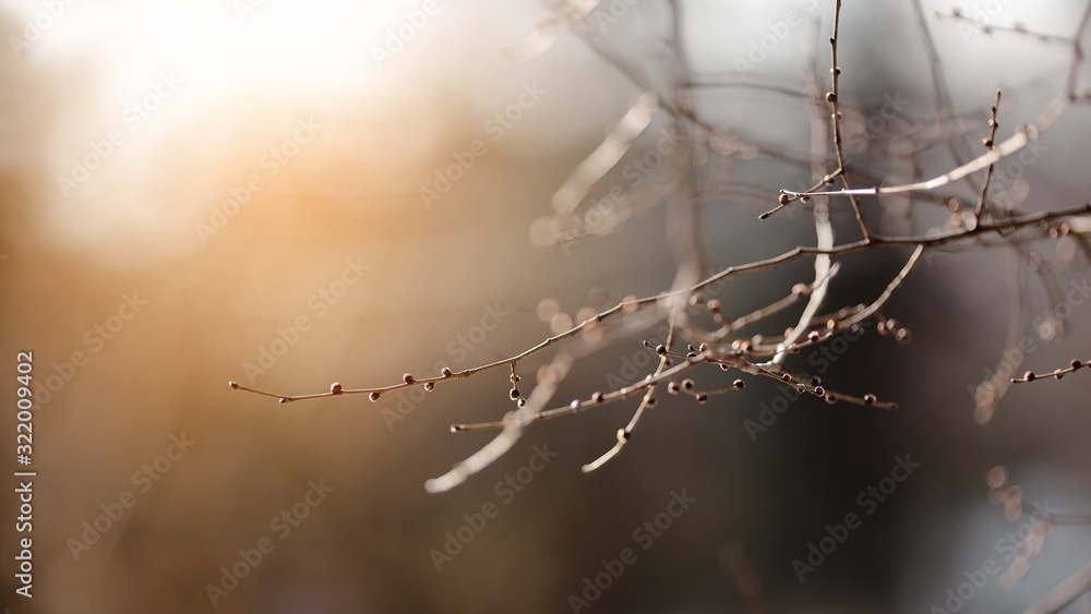 Young buds on the bare branches. Beautiful spring natural background. Branches on a blurred background. The birth of a new plant life.