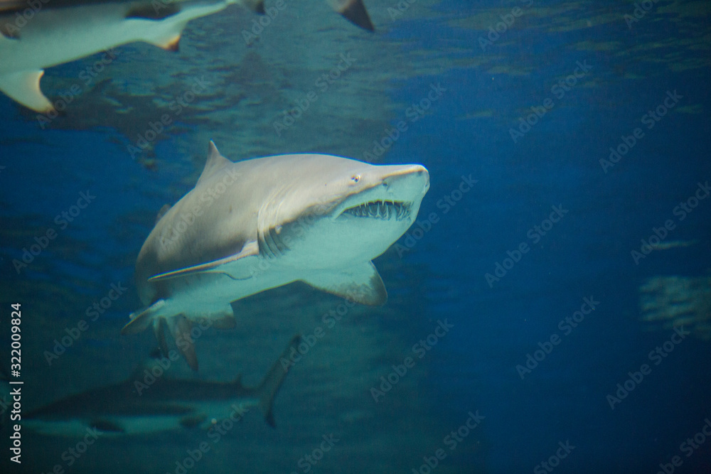 Great white shark in the aquarium,   Carharodon carch