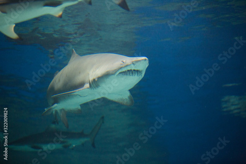 Great white shark in the aquarium,   Carharodon carch © IvSky