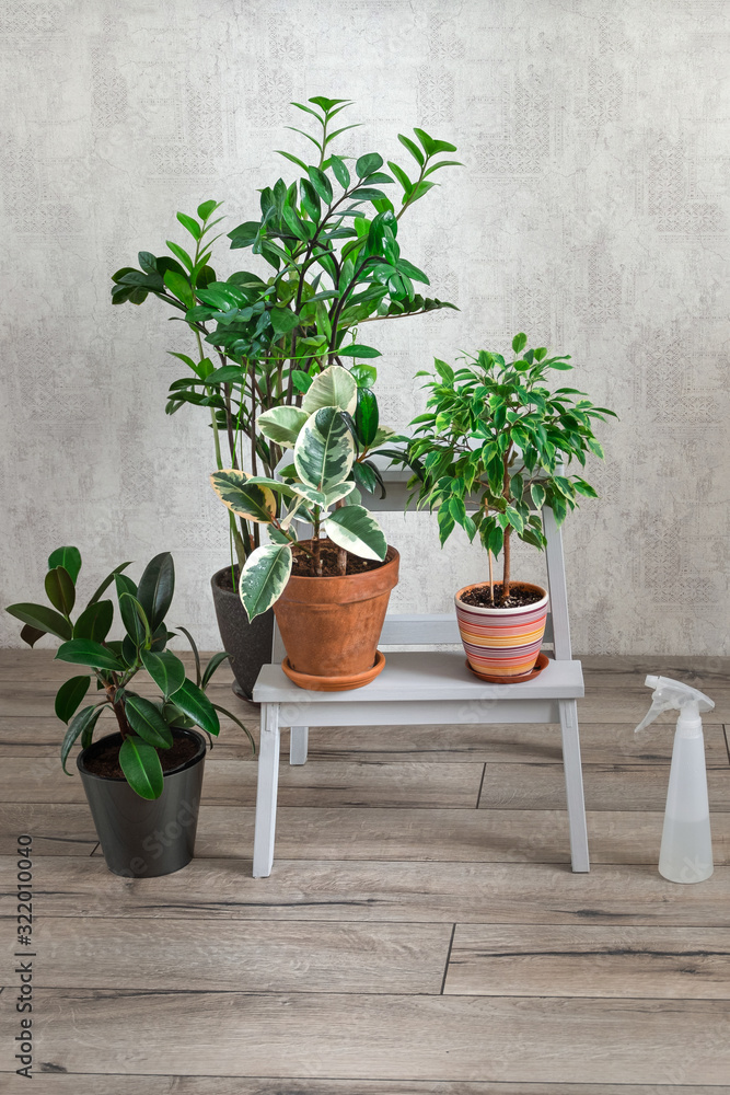 Fototapeta premium Ficus and zamiokulkas in the dwelling. The concept of home garden, house plant production.