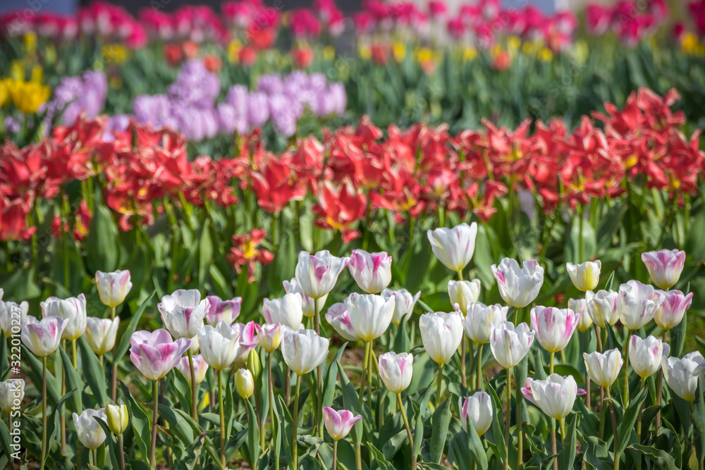 チューリップの花　春イメージ