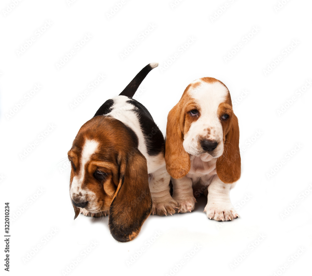 Two basset hound puppies isolated on white