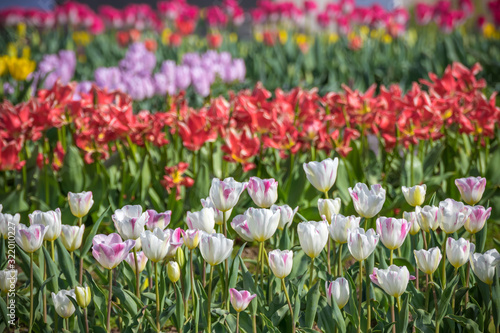 チューリップの花 春イメージ