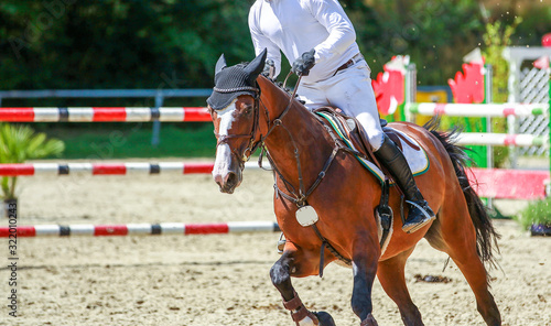 Horse brown close-up from the front with his ears on a tournament with a rider galloping.. © RD-Fotografie