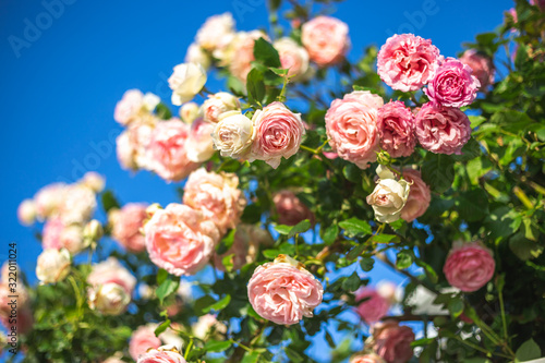 Wallpaper Mural バラの花 Torontodigital.ca