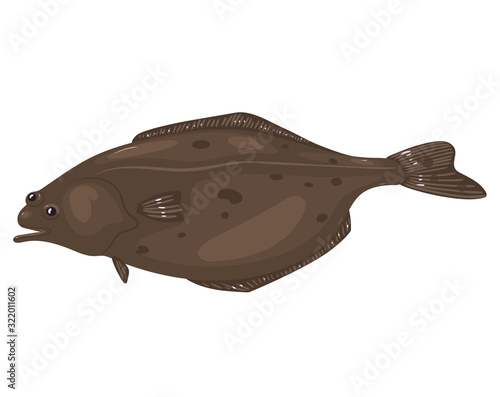 Halibut fish isolated on white background. Vector graphics.