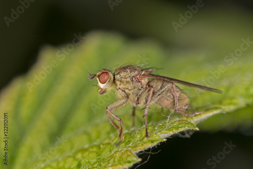 Scathophaga stercoraria, commonly known as the yellow dung fly or the golden dung fly. Scathophaga Stercoraria Fly or Yellow Dungfly Diptera Parasite Insect on Plant.