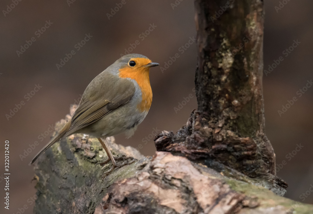 Rotkehlchen (Erithacus rubecula) Rotkehlchen (Erithacus rubecula)