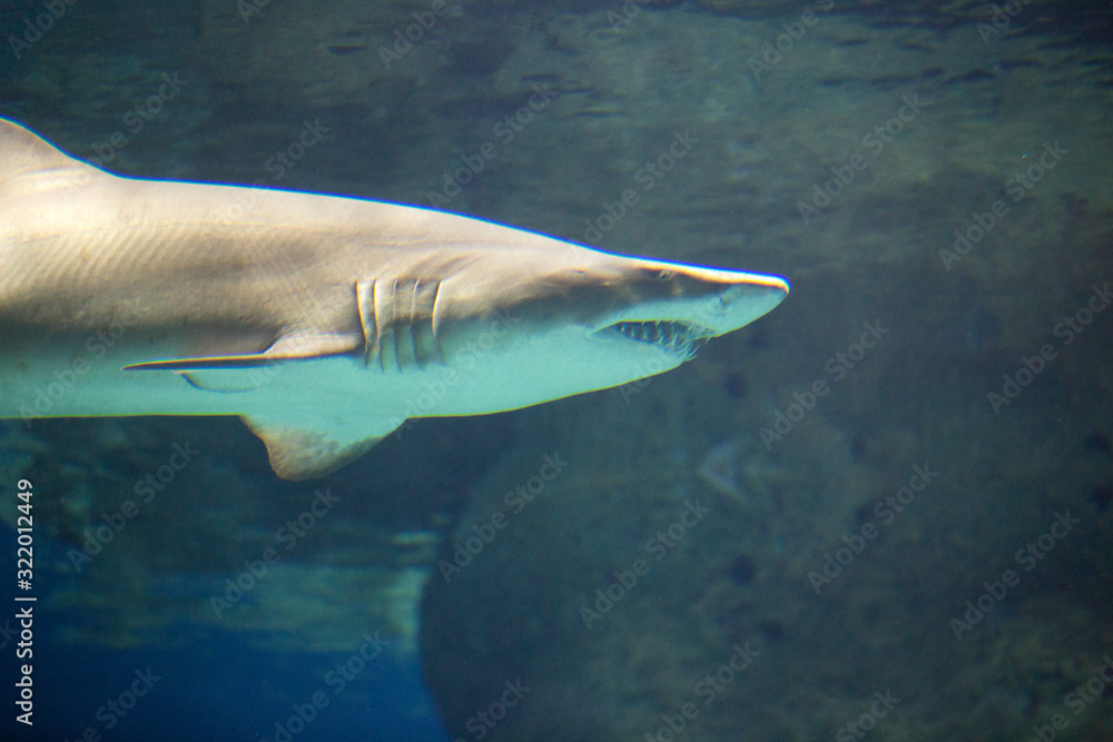 Fototapeta premium Great white shark in the aquarium, Carharodon carch