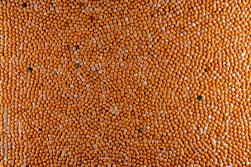 Split ground peas are laid out on a white surface in a single layer with a hemisphere up Split ground peas are laid out on a white surface in a single layer with a hemisphere up