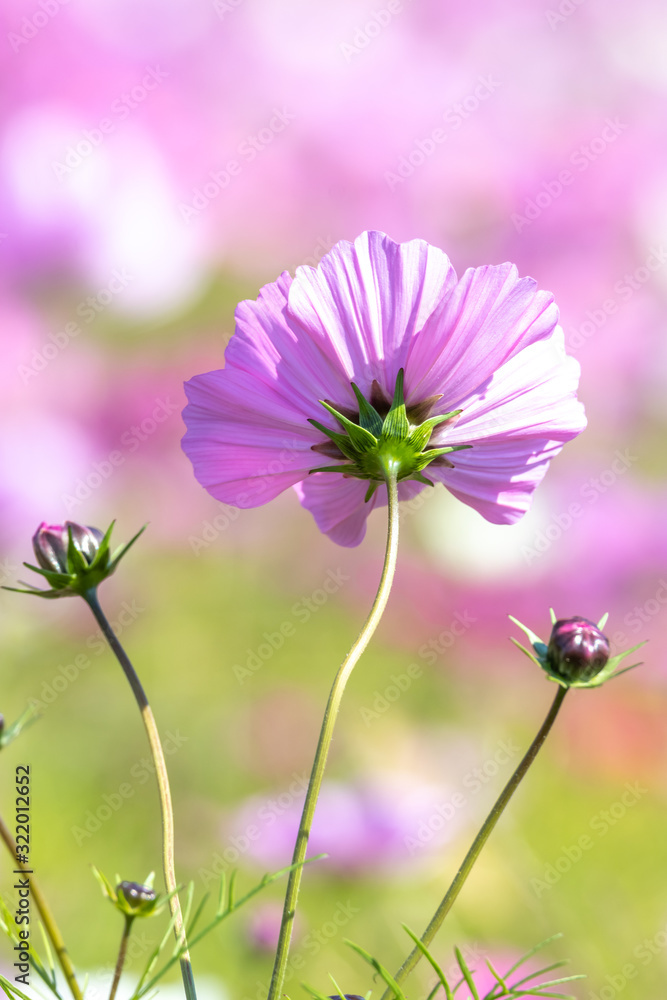 コスモスの花 秋イメージ コスモスの花 秋イメージ