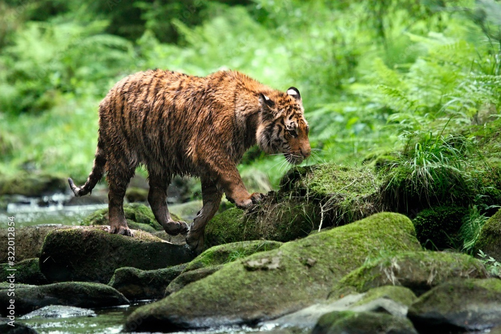 Fototapeta premium The Siberian tiger (Panthera tigris Tigris), or Amur tiger (Panthera tigris altaica) in the forest walking in a river.