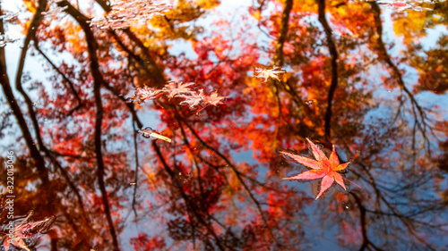 水面と紅葉 秋イメージ