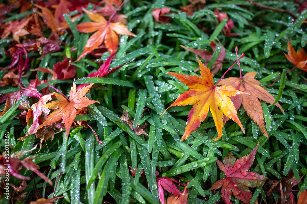 紅葉　秋イメージ