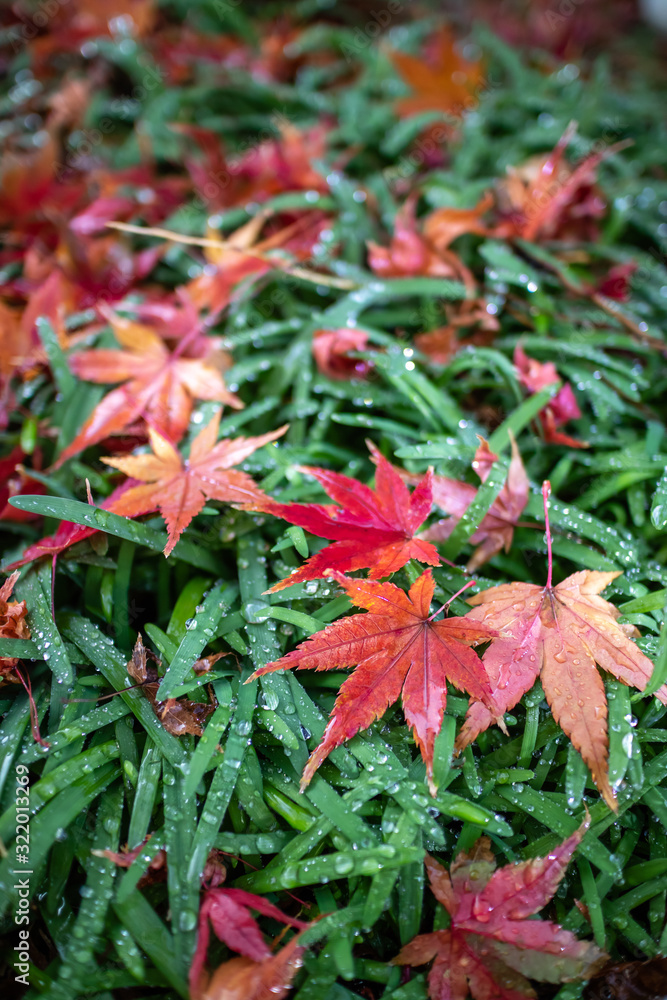 紅葉　秋イメージ