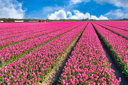 Tulpenblüte Holland