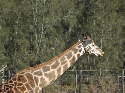 Photography Giraffe in Zoo