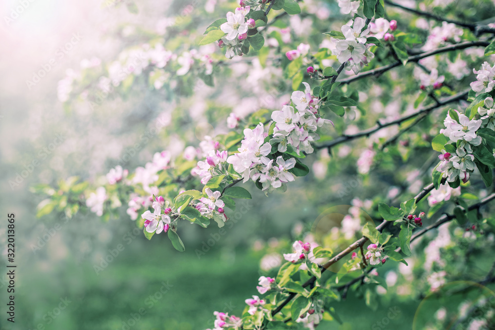 Spring blooming beautiful background in the garden Spring blooming beautiful background in the garden