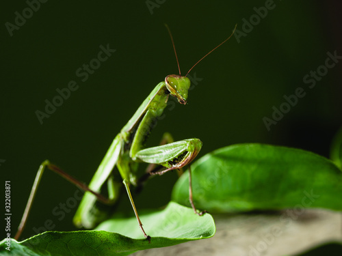 Close-up of a praying mantis