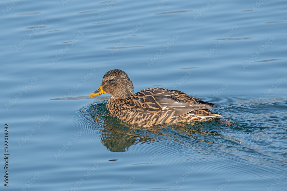 Close up of a Female Mallard Duck, Anas platyrhynchos. Close up of a Female Mallard Duck, Anas platyrhynchos.