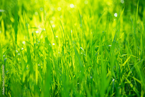 Green grass on a Sunny day, soft focus. Abstract natural backgrounds