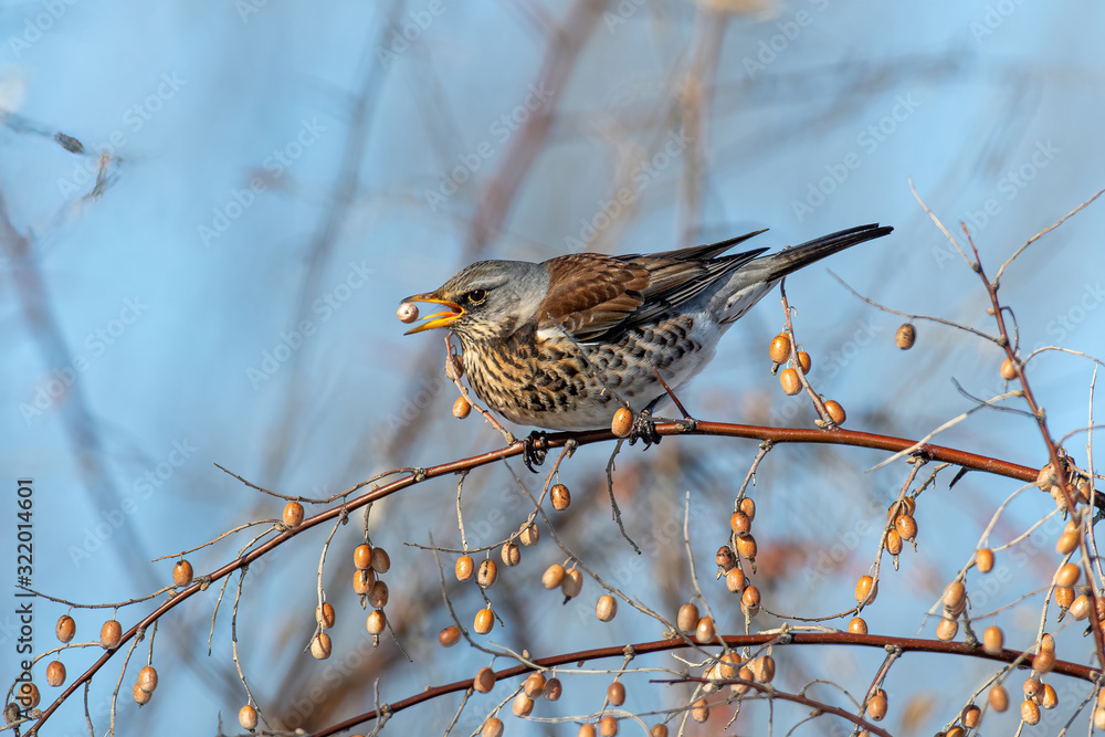 Fieldfare (Turdus pilaris), in the natural habitat Fieldfare (Turdus pilaris), in the natural habitat