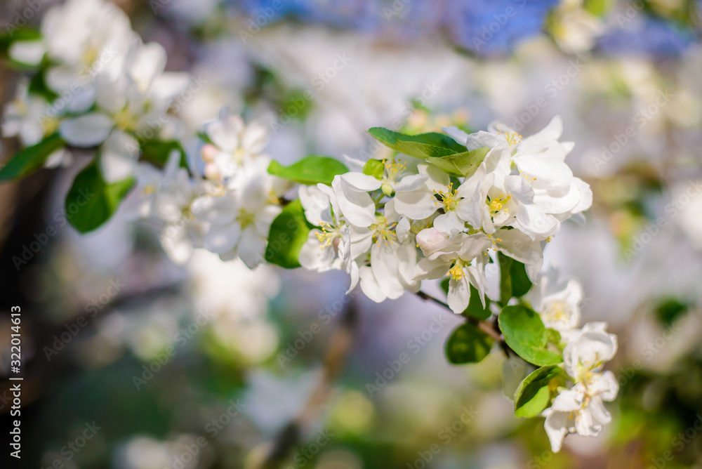 Beautiful branch of a blooming apple tree