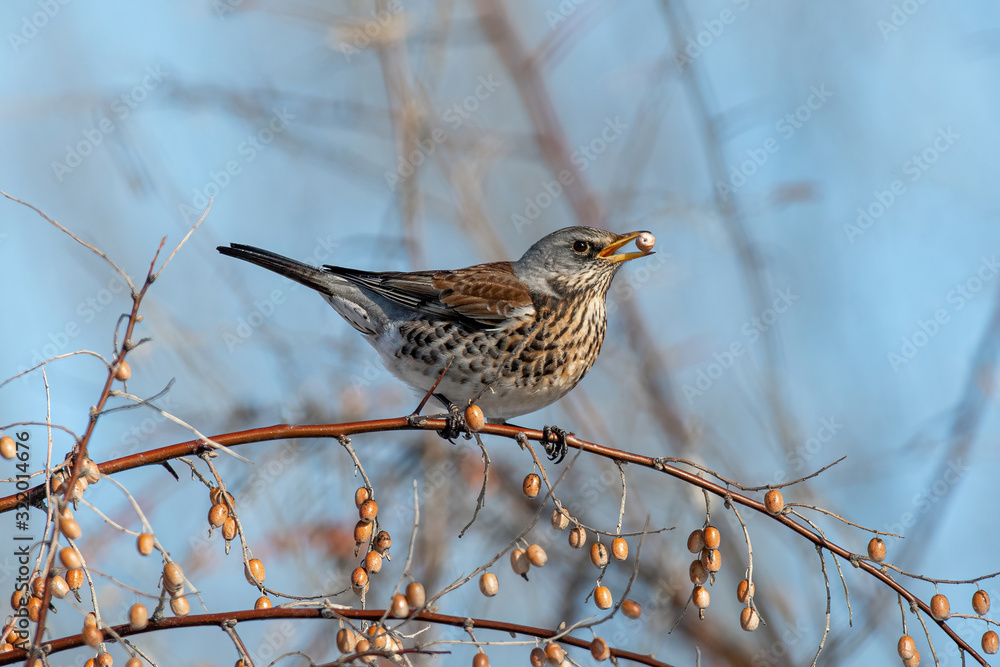Fieldfare (Turdus pilaris), in the natural habitat Fieldfare (Turdus pilaris), in the natural habitat