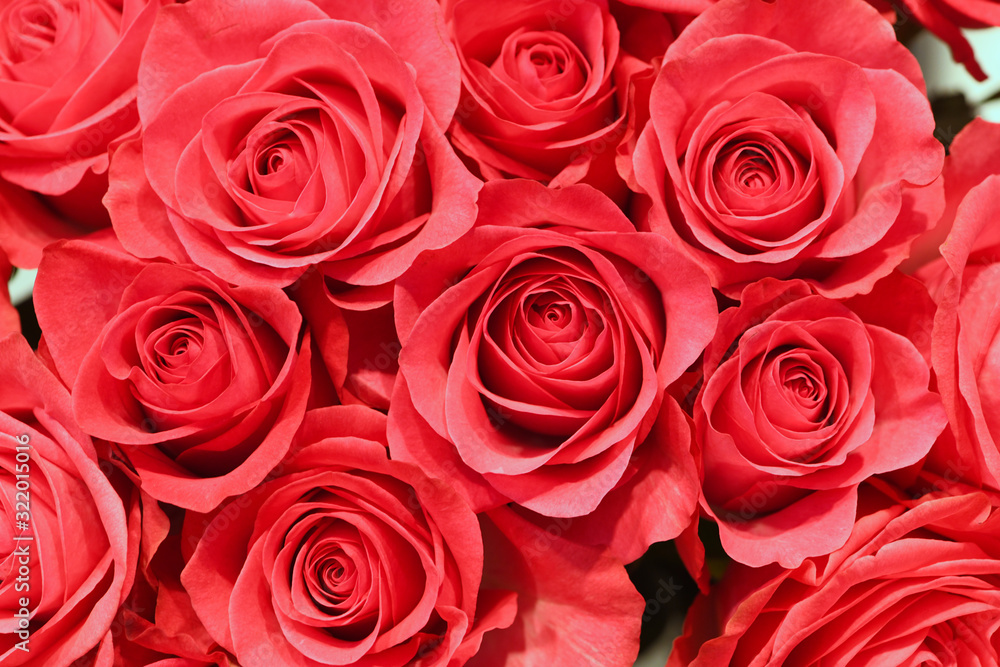 Natural red roses cutflowers background Natural red roses cutflowers background